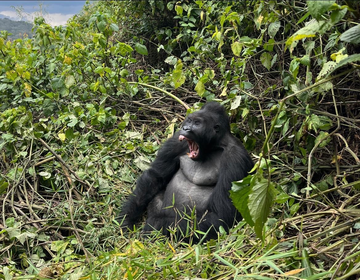 6-Day Virunga Gorilla & Volcano Route