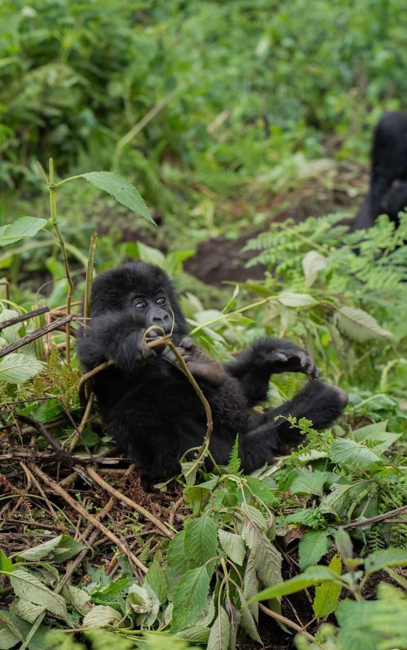 6-Day Rwanda Primates & Lake Kivu Retreat