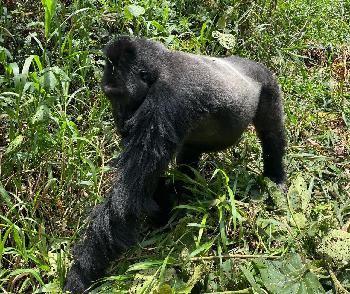 5-Day Nyiragongo Volcano Adventure