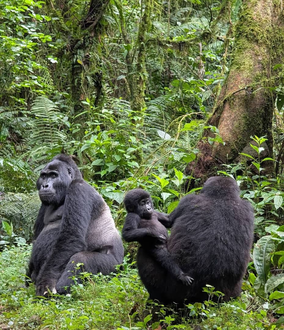 8-Day Uganda Gorilla & Savannah Circuit